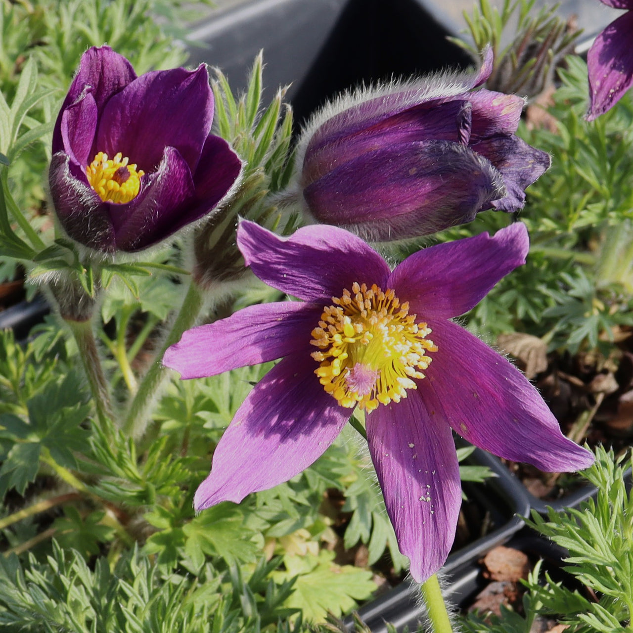 Pulsatilla vulgaris Pasque Flower