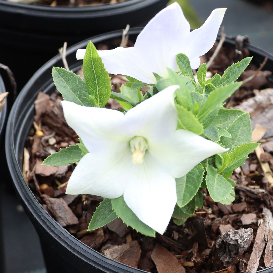 Platycodon 'Twinkle White' Balloon Flower