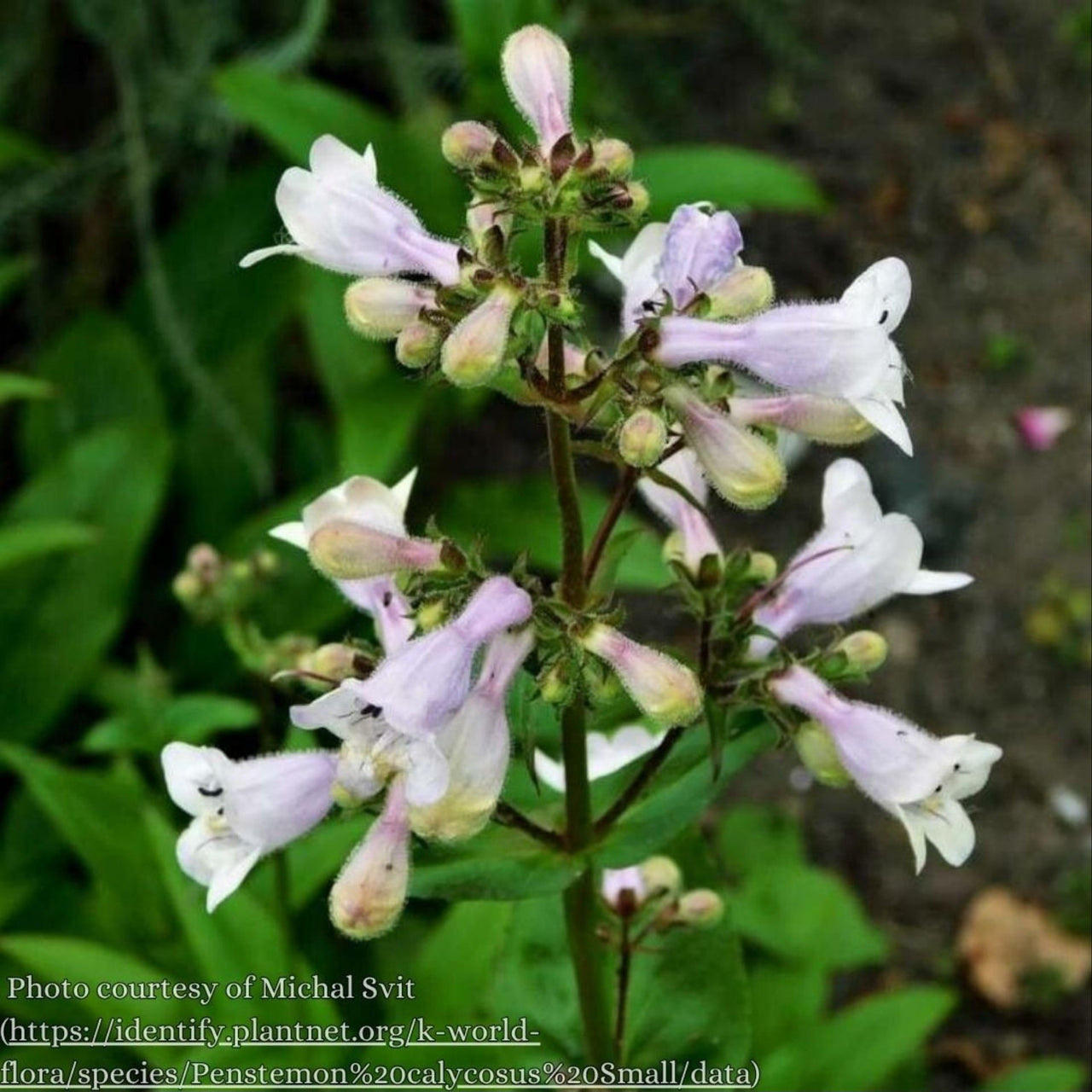 Penstemon calycosus Beardtongue