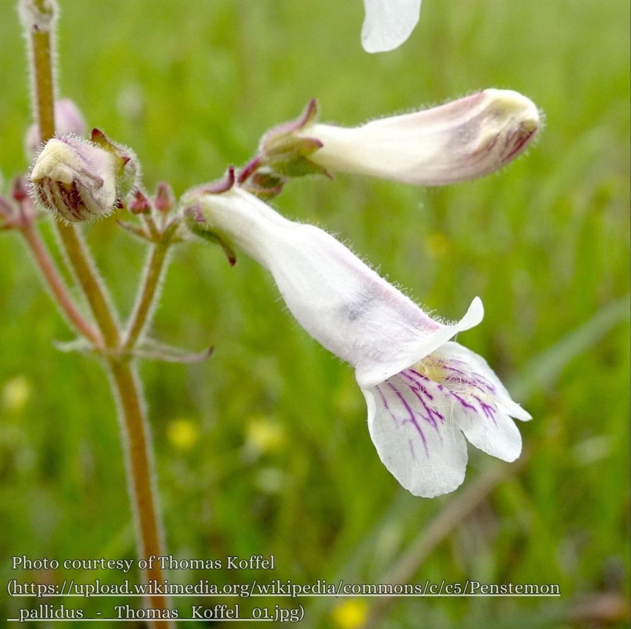 Penstemon pallidus Beardtongue