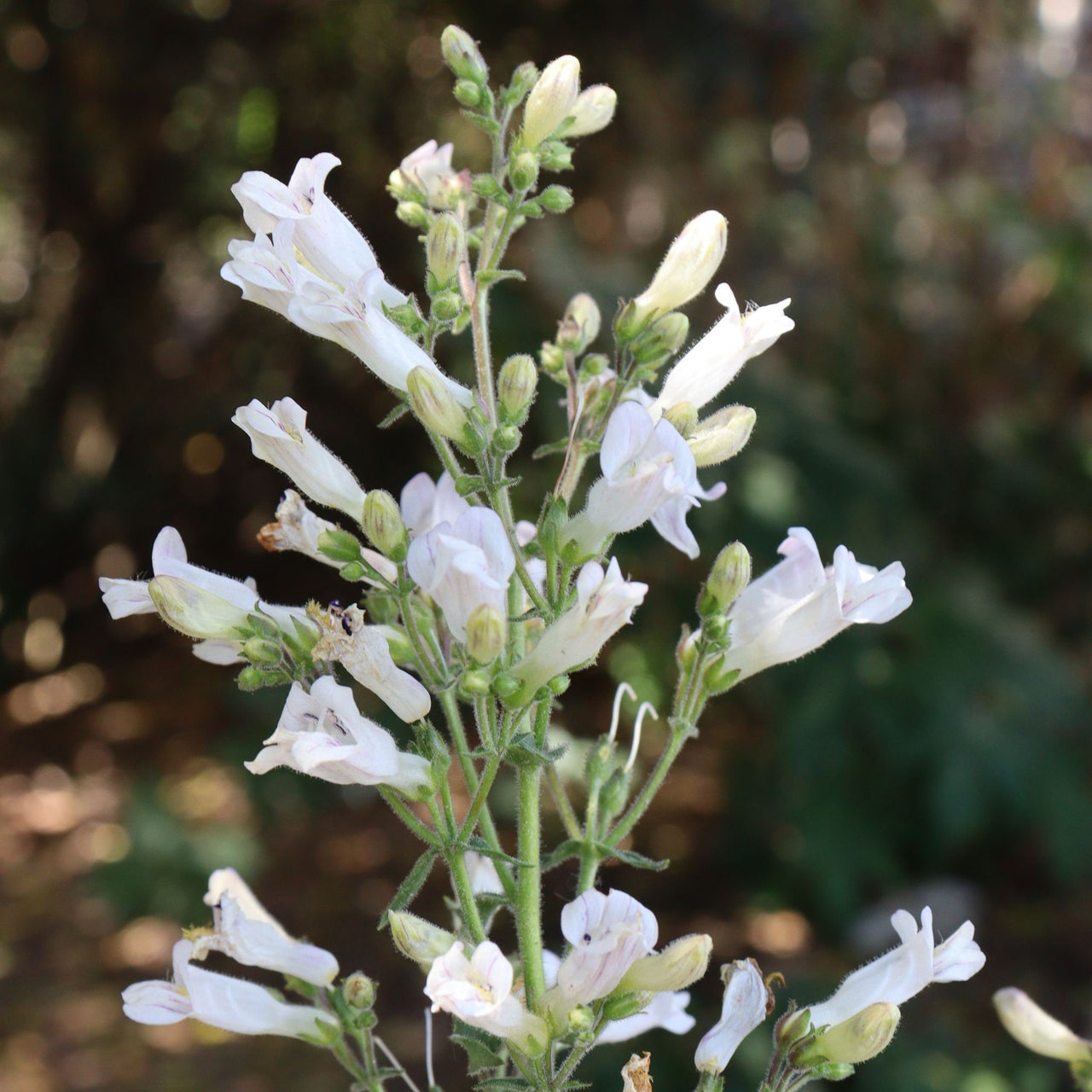 Penstemon pallidus Beardtongue