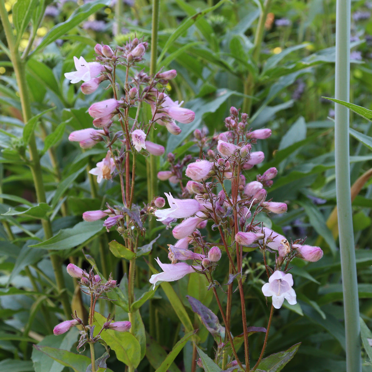 Penstemon calycosus Beardtongue