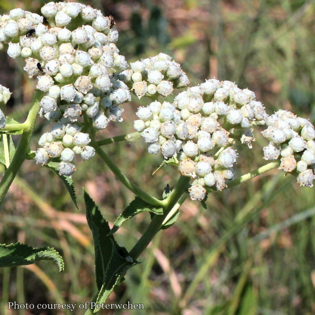 Parthenium intergrifolium