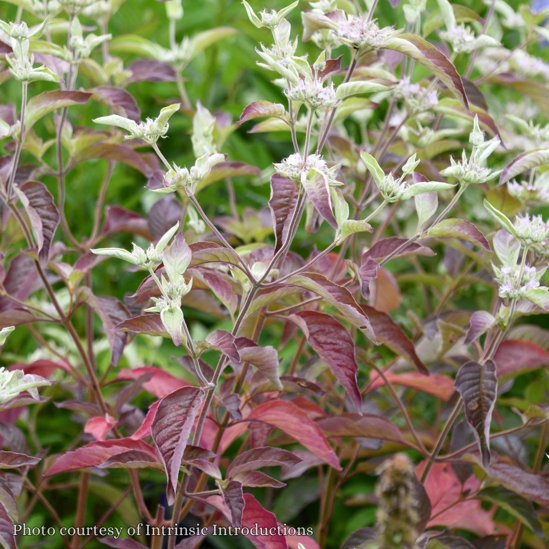 Pycnanthemum incanum 'Smokey Mountain Mint' Mountain Mint