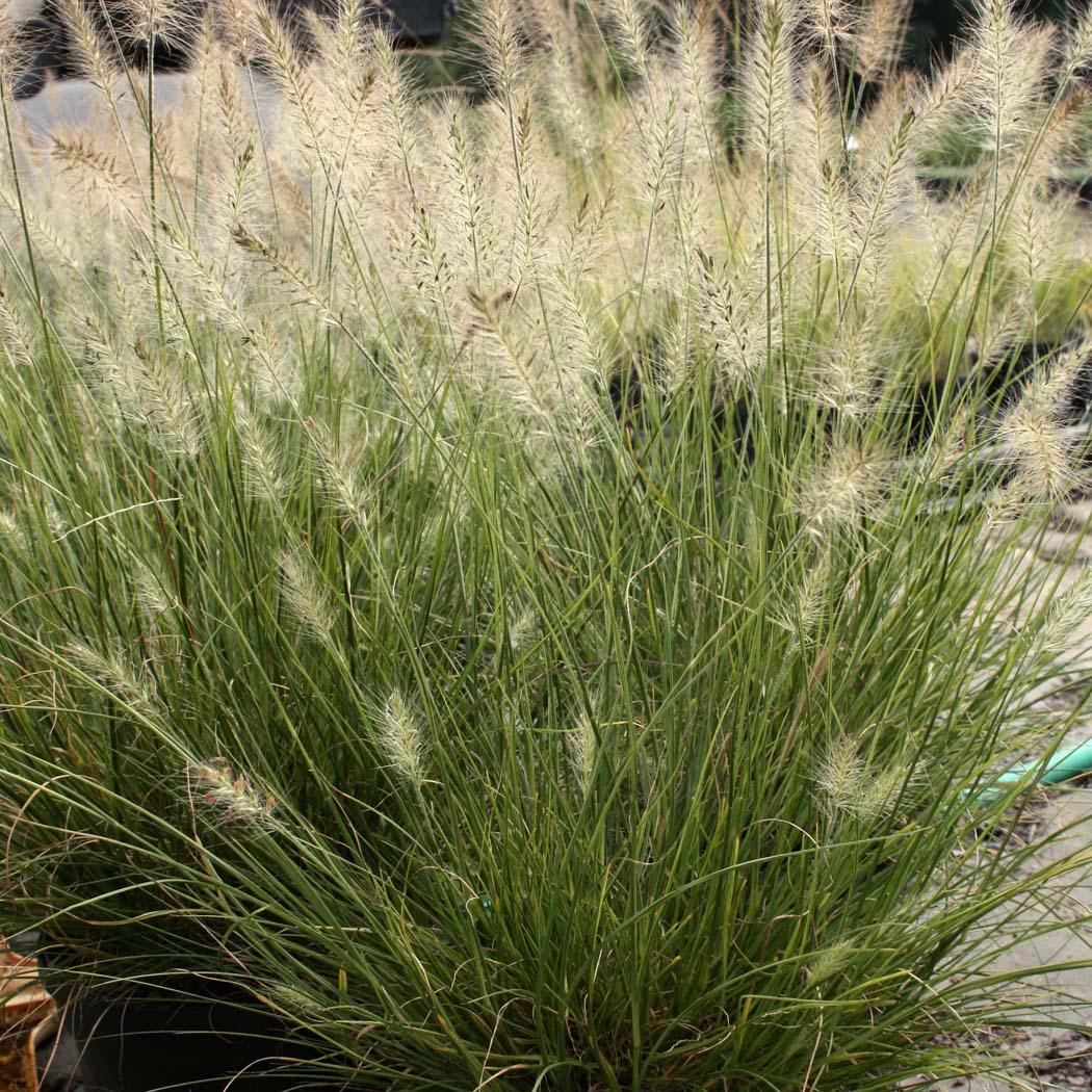 Pennisetum 'Piglet' Dwarf Fountain Grass