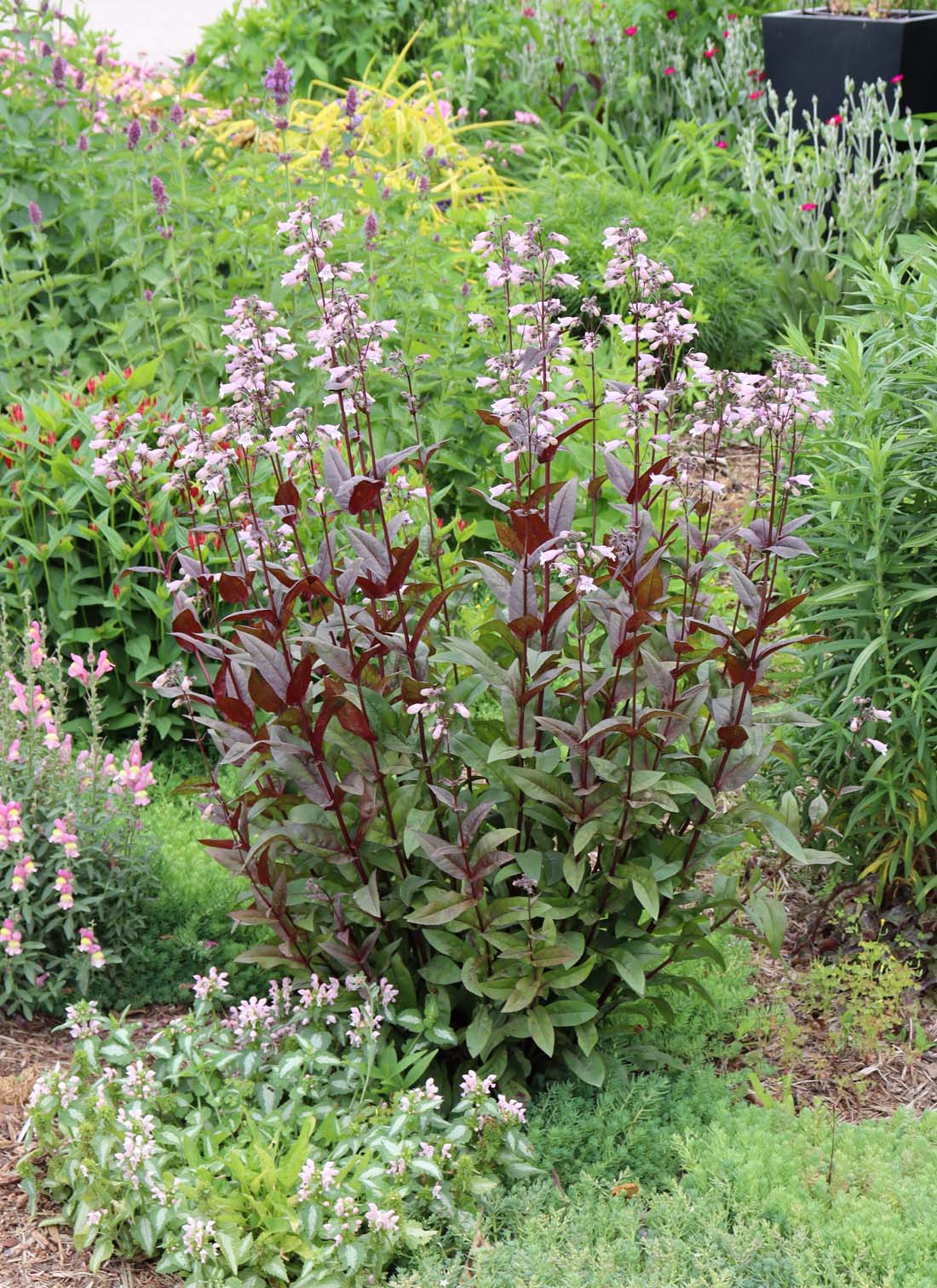 Penstemon 'Blackbeard' Beardtongue