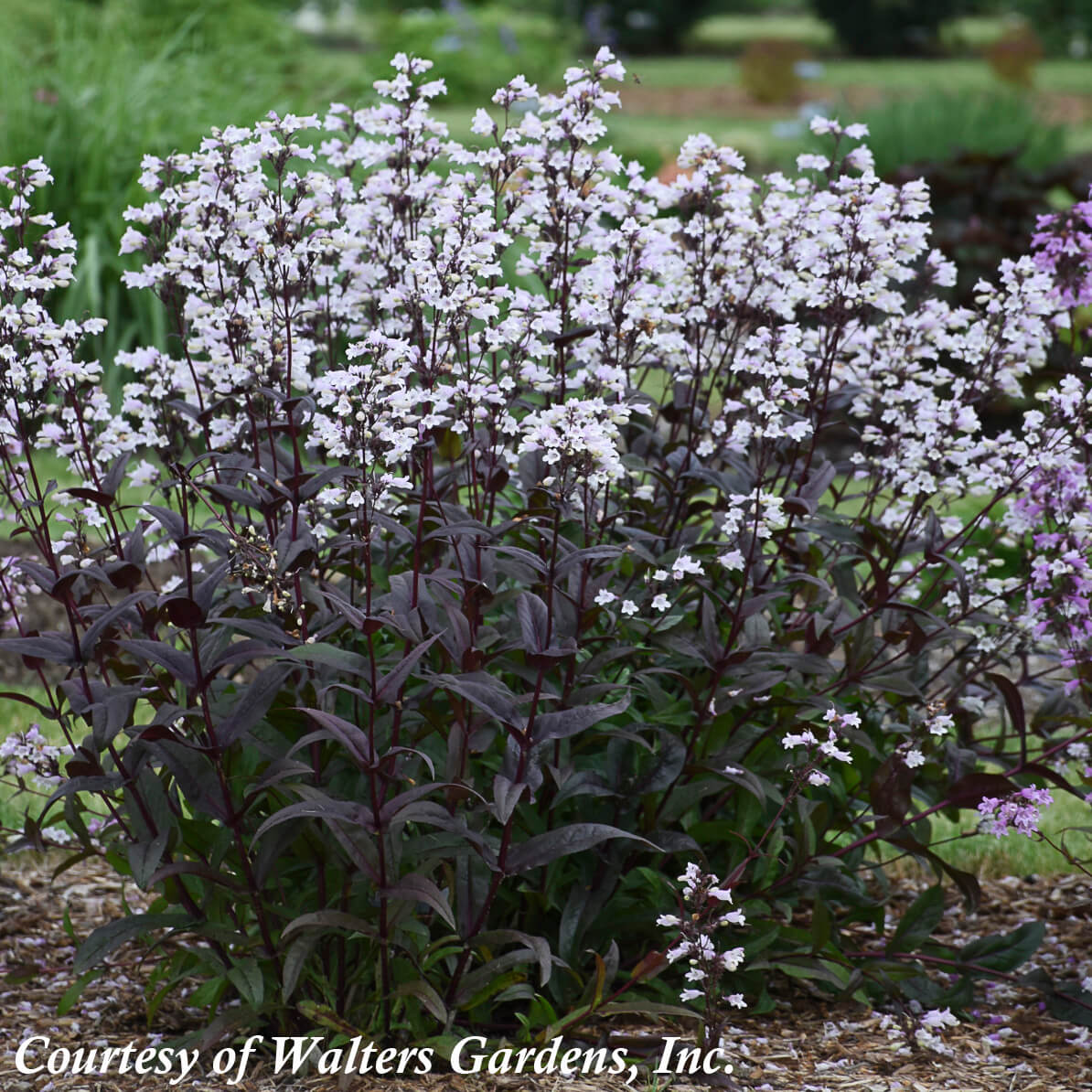 Penstemon 'Onyx and Pearls' Beardtongue