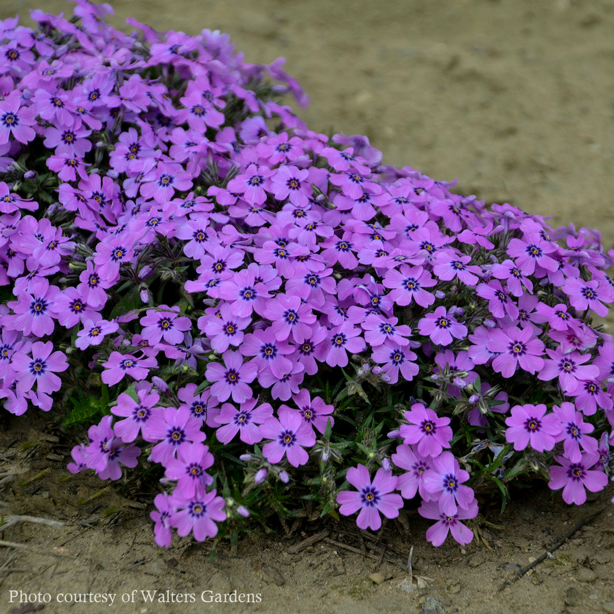 Phlox subulata 'Eye Shadow' Creeping Phlox