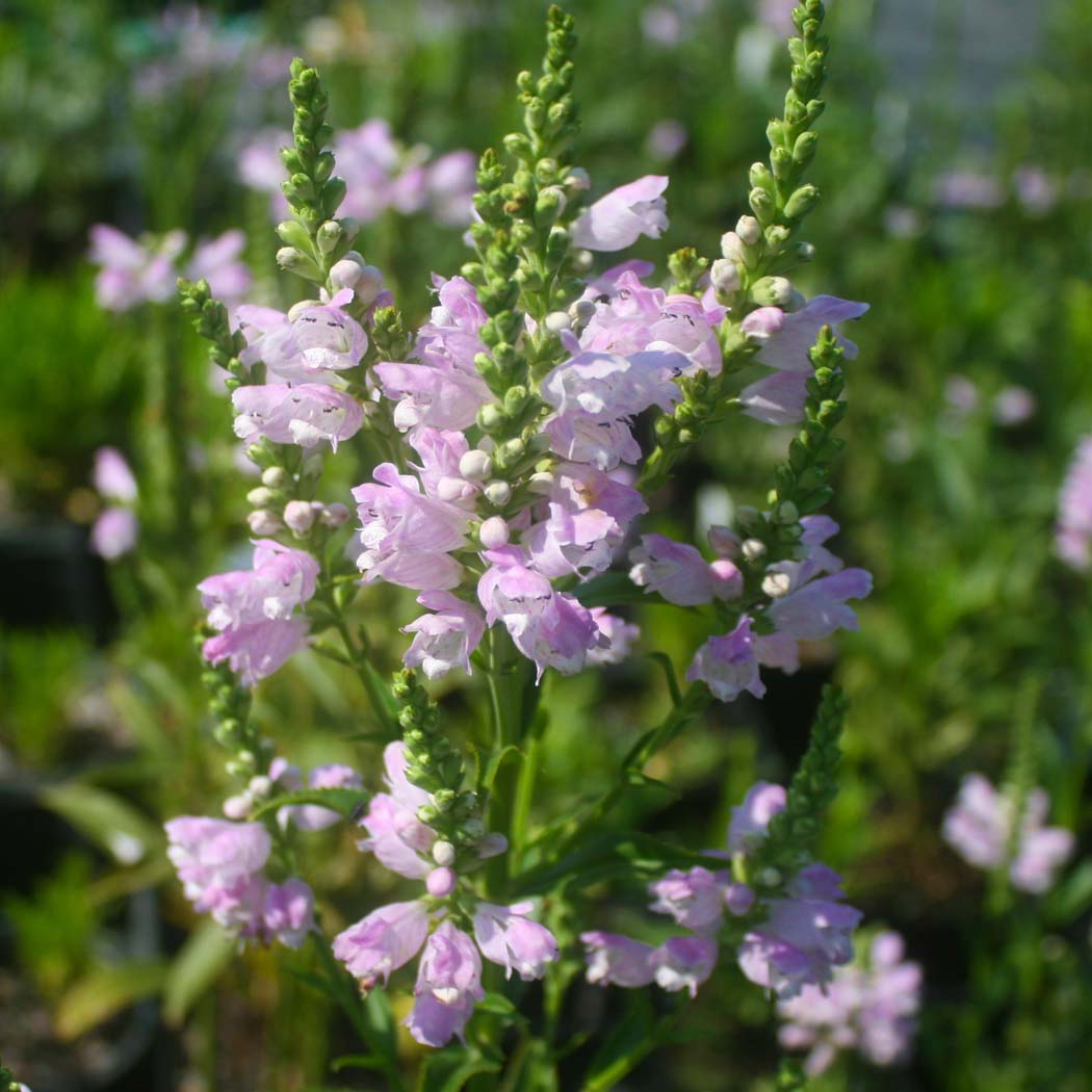 Physostegia virginiana 'Pink Manners' Obedient Plant