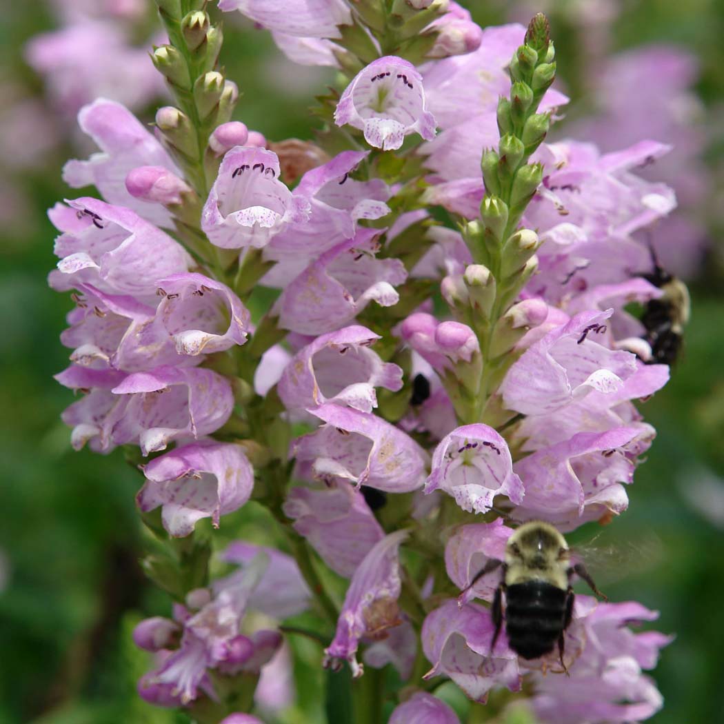 Physostegia 'Pink Manners' Obedient Plant for Sale