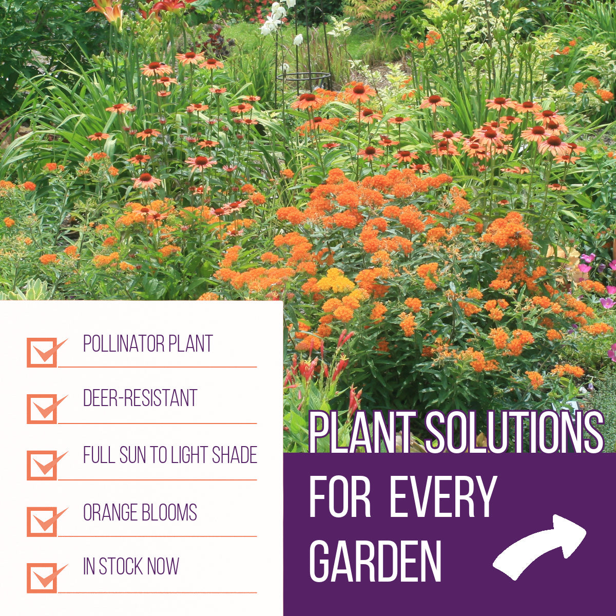 Plant solutions for every garden. Browse hundreds of perennials in our catalog. Narrow your search with filters to find just the right plants for your needs.