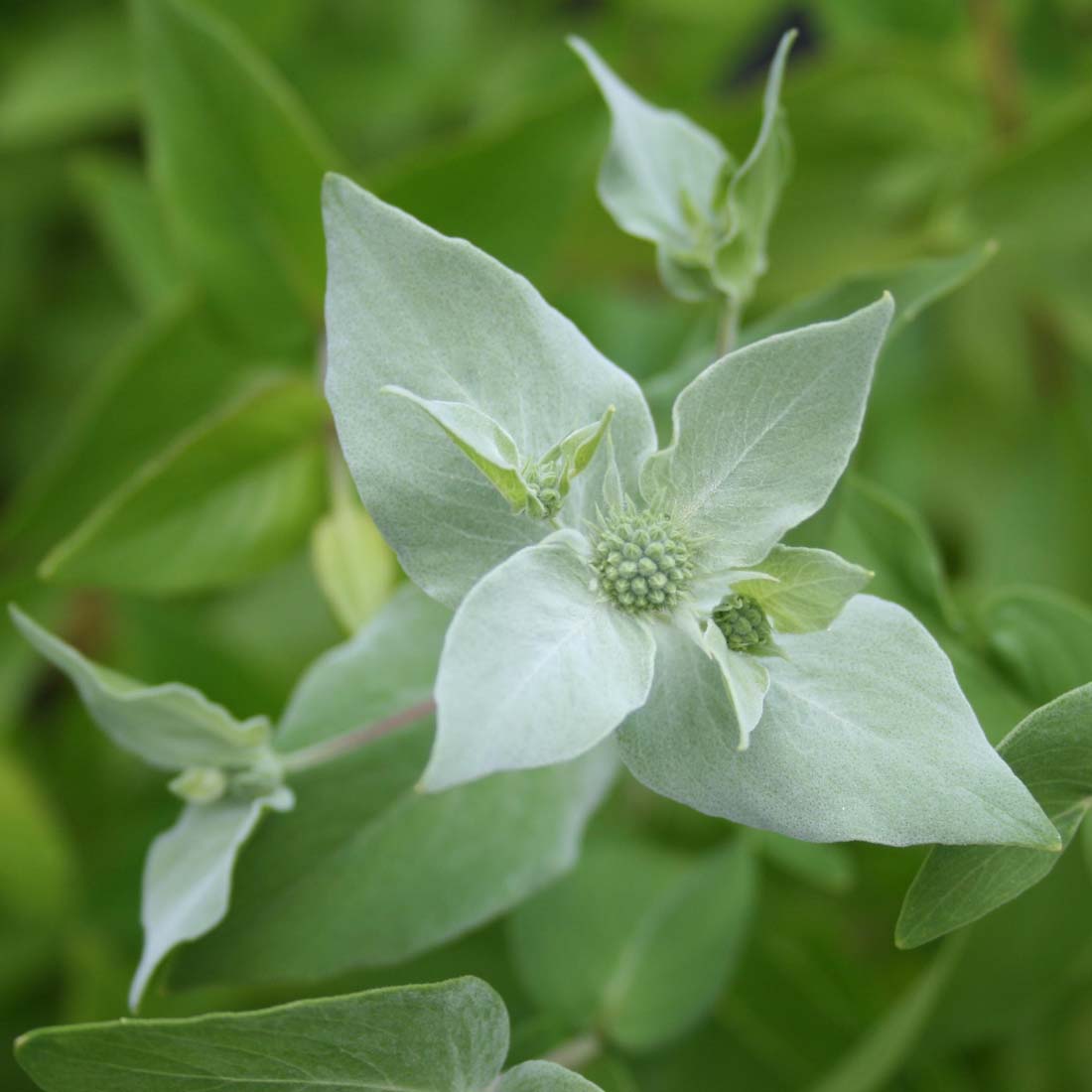 Pycnanthemum muticum Clustered Mountain Mint