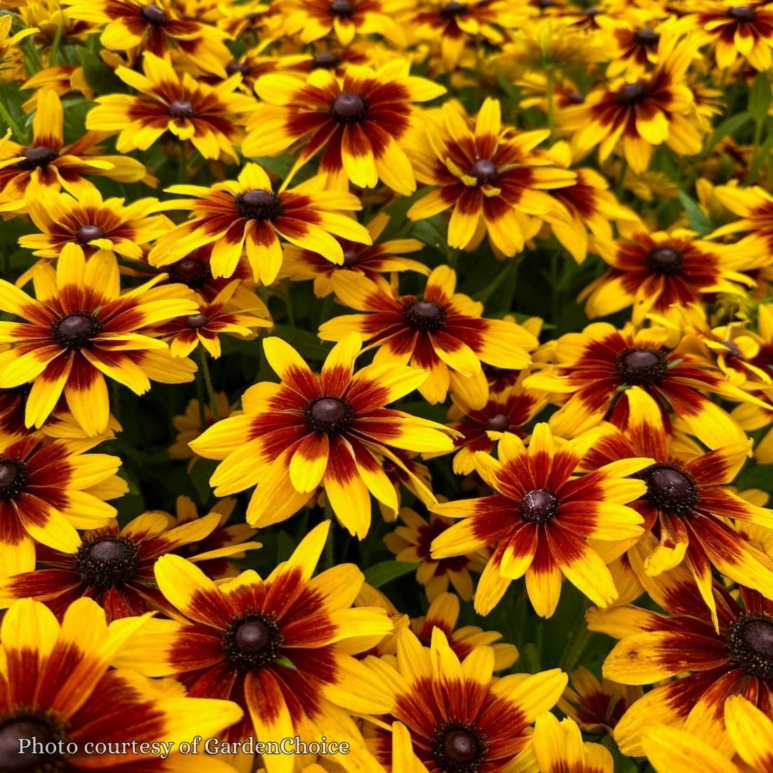 Rudbeckia 'Flame' Minibeckia™ Black-Eyed Susan™