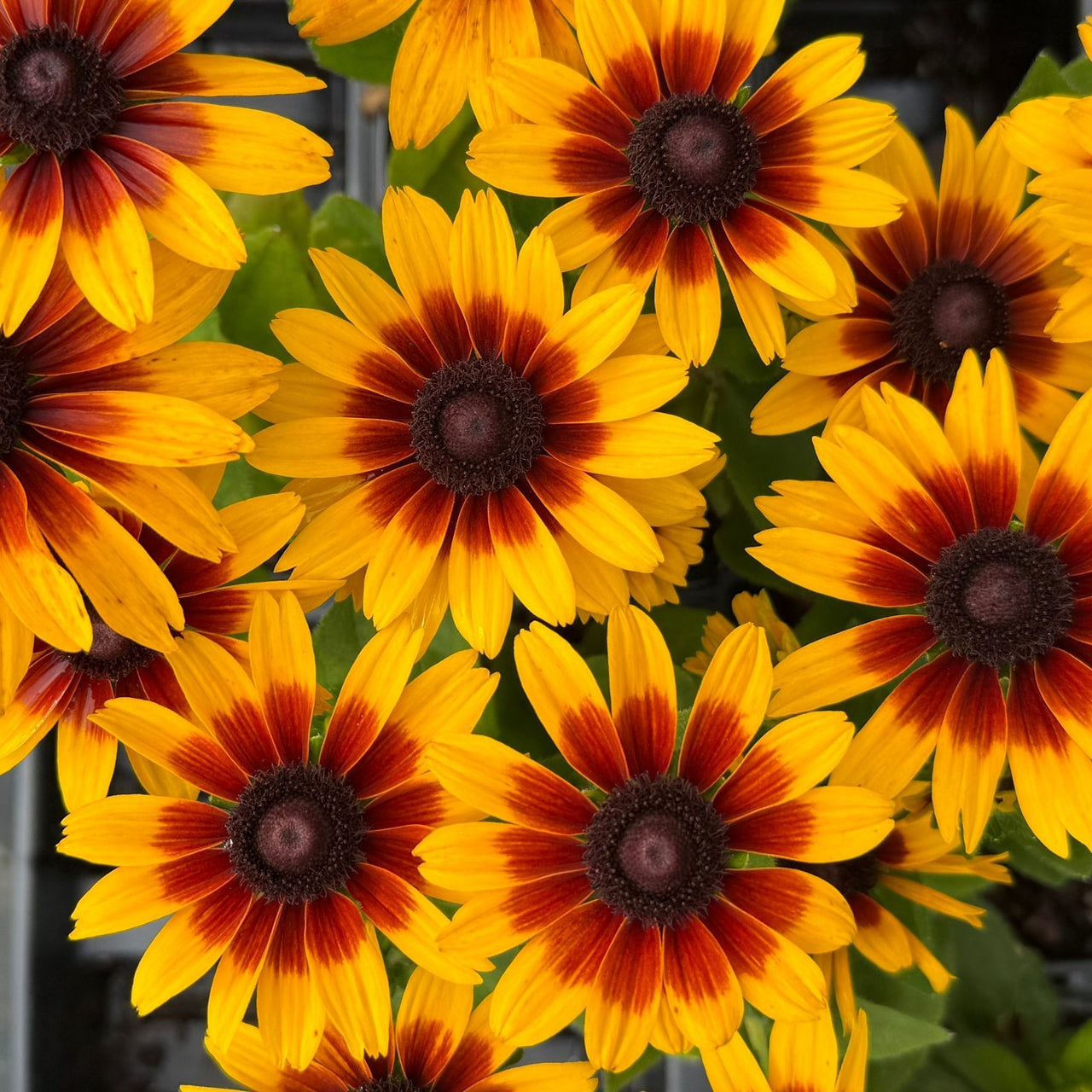 Rudbeckia 'Flame' Minibeckia™ Black-Eyed Susan™
