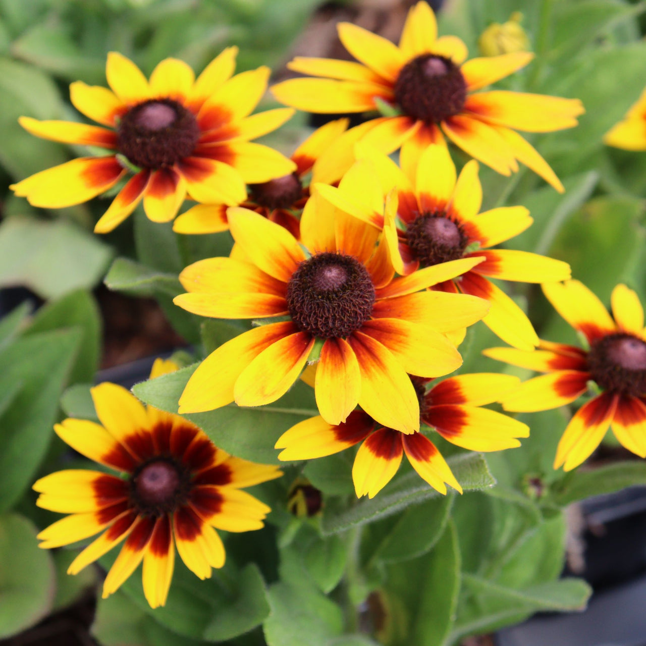 Rudbeckia 'Flame' Minibeckia™ Black-Eyed Susan™