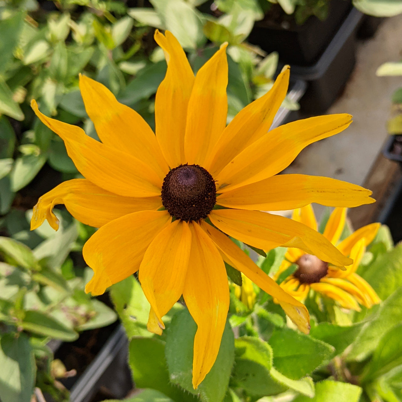 Rudbeckia hirta Gloriosa Daisy