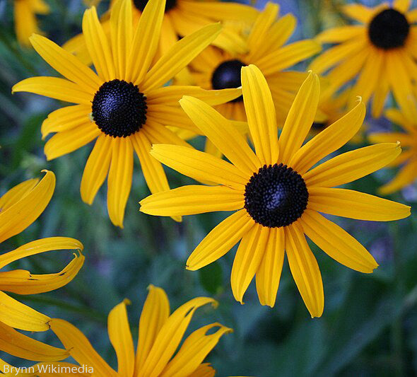 Rudbeckia hirta Gloriosa Daisy