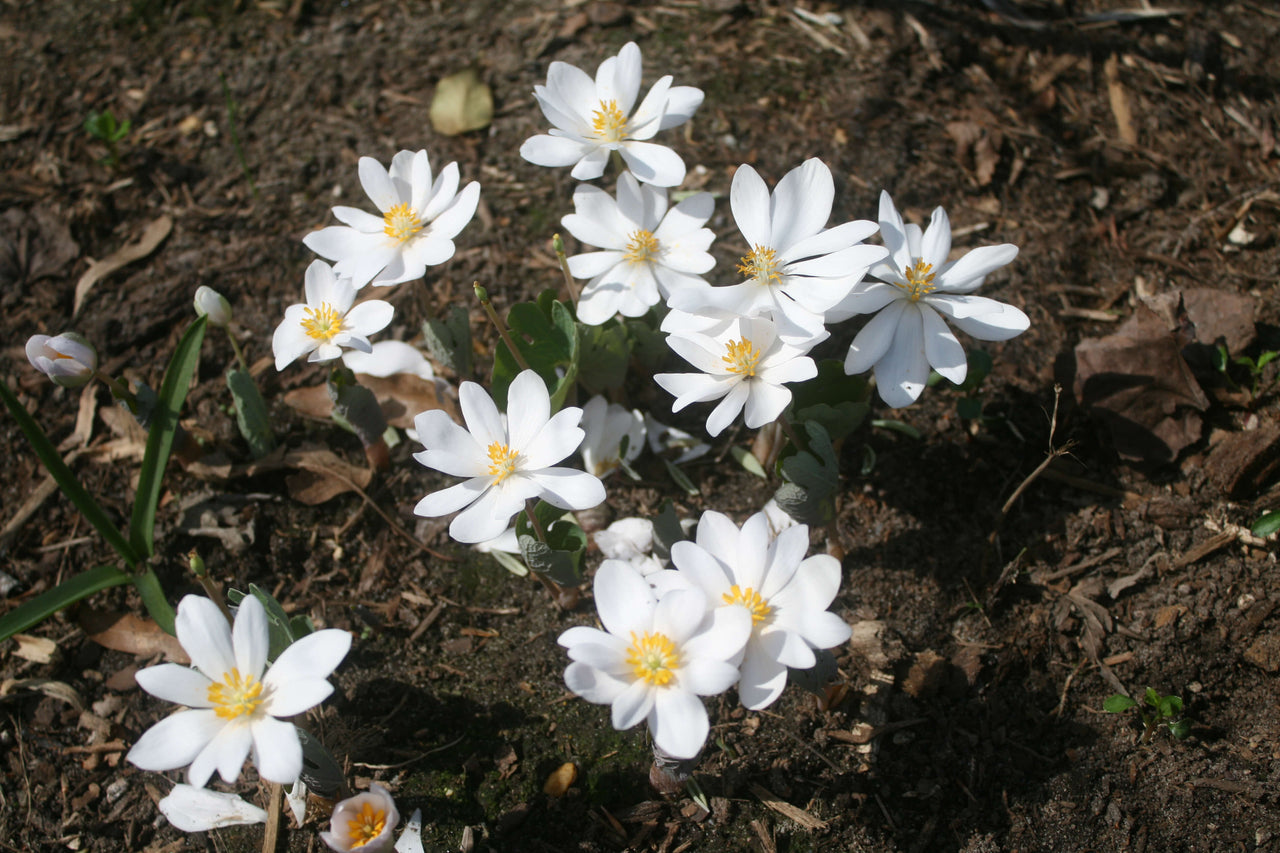 Sanguinaria canadensis Bloodroot