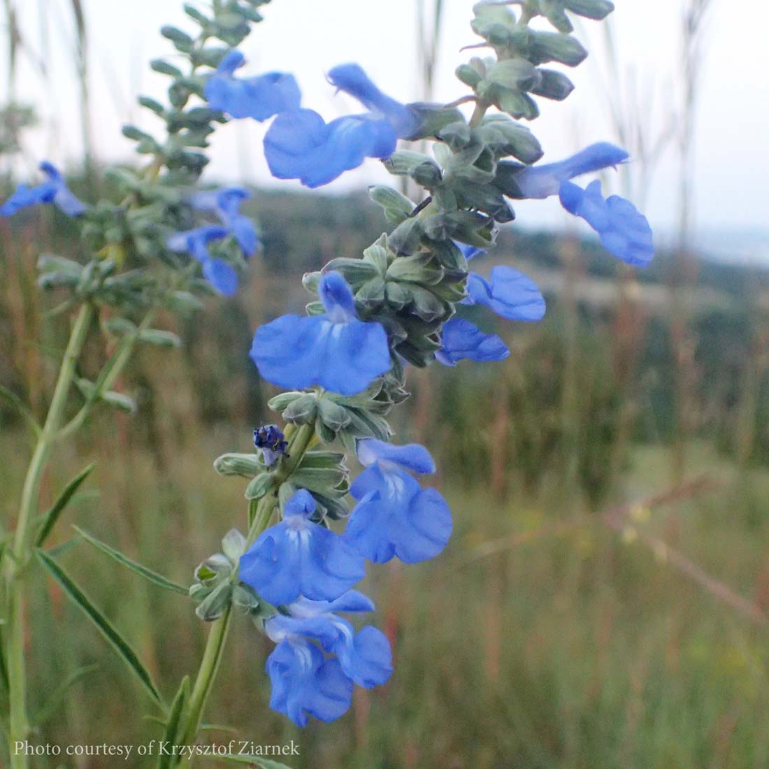 Salvia azurea Azure Blue Sage for Sale Rare Roots