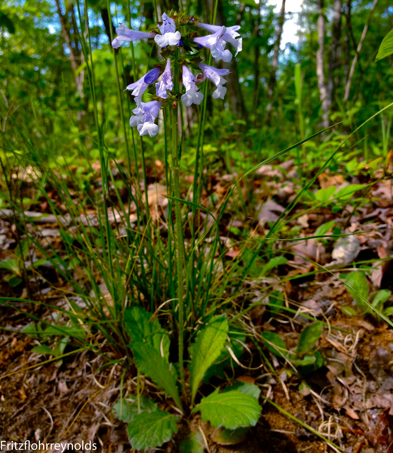 Salvia lyrata Lyreleaf Sage