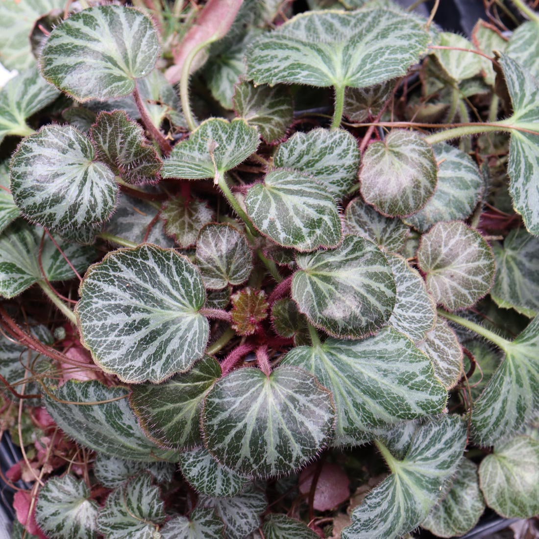 Saxifraga stolonifera 'Hsitou Silver' Strawberry Geranium
