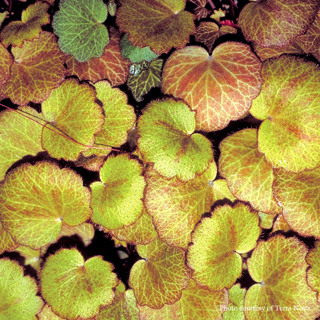 Saxifraga stolonifera 'Harvest Moon' Strawberry Geranium