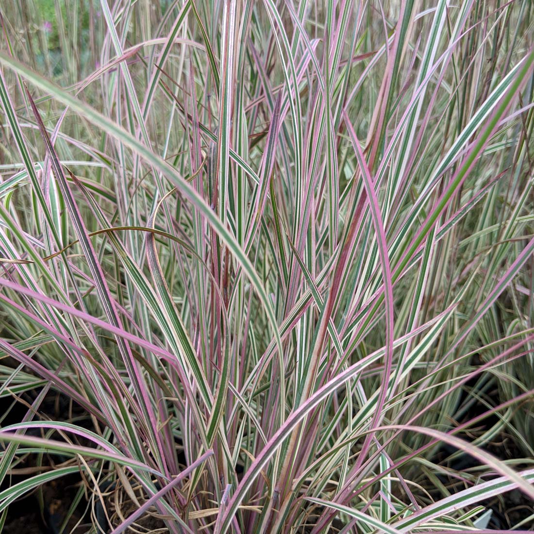 Schizachyrium scoparium 'Chameleon' Little Bluestem