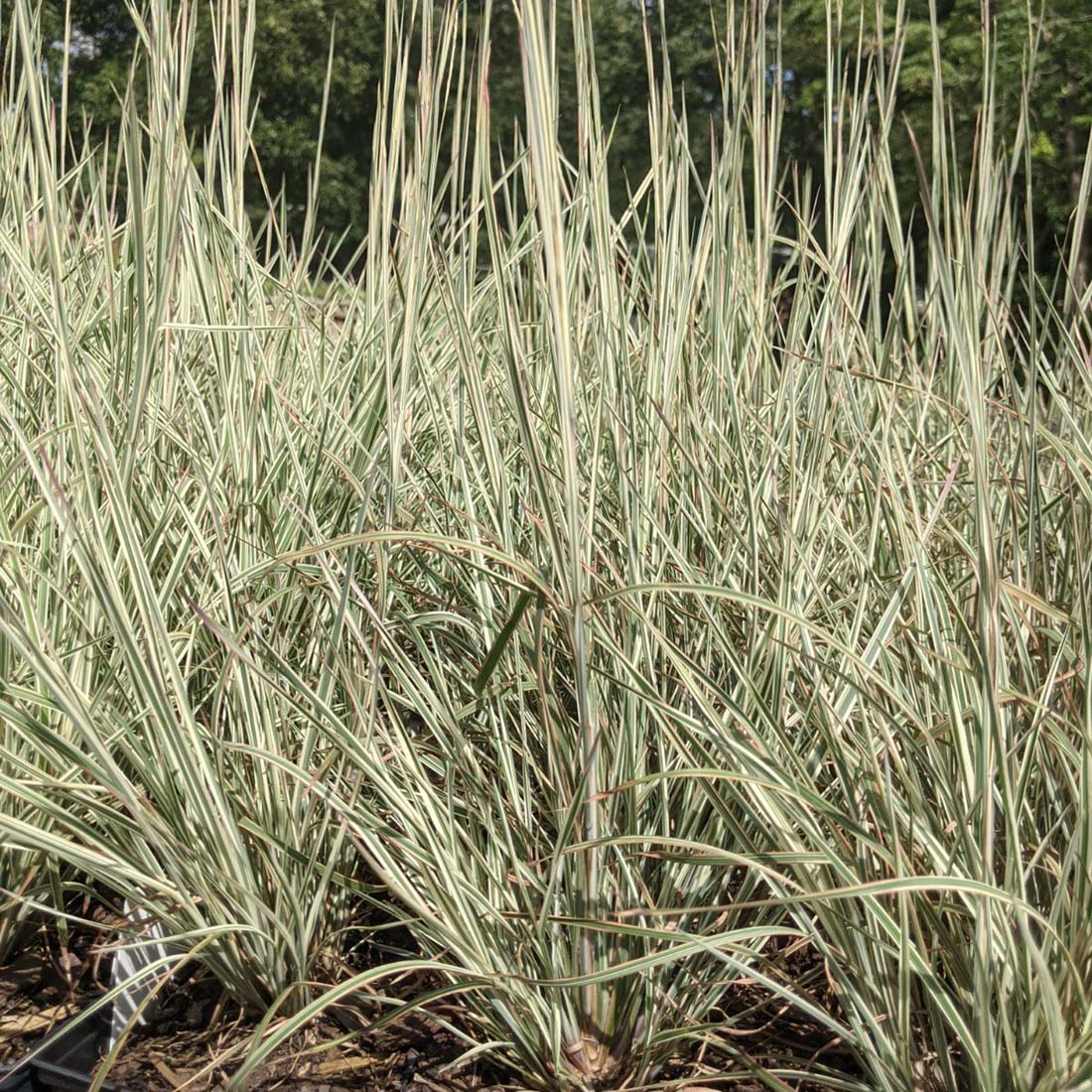 Schizachyrium scoparium 'Chameleon' Little Bluestem