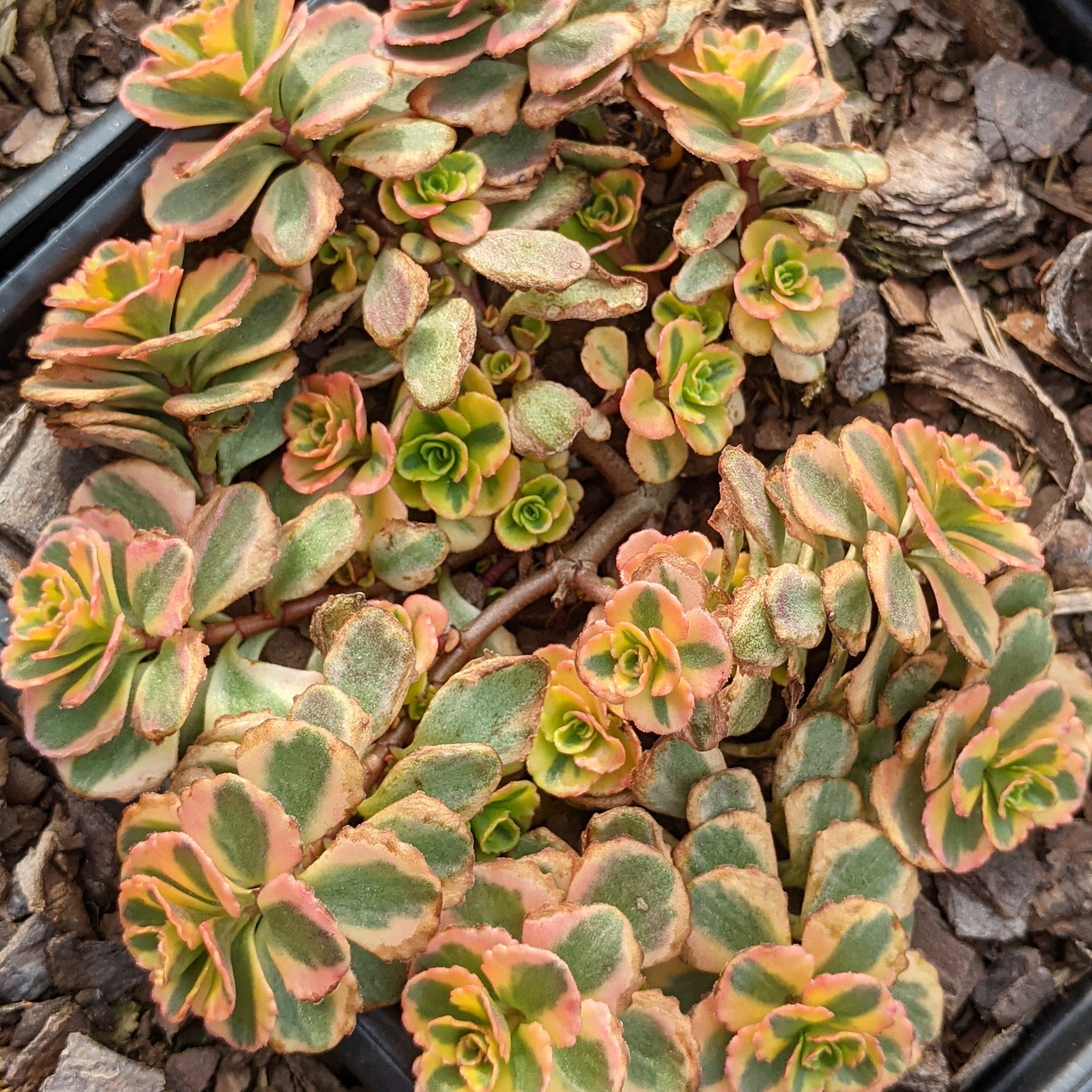 stonecrop succulent Sedum 'What a Doozie' Stonecrop