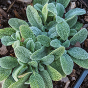 lambs ear succulent Stachys 'Little Lamb' Lamb's Ears