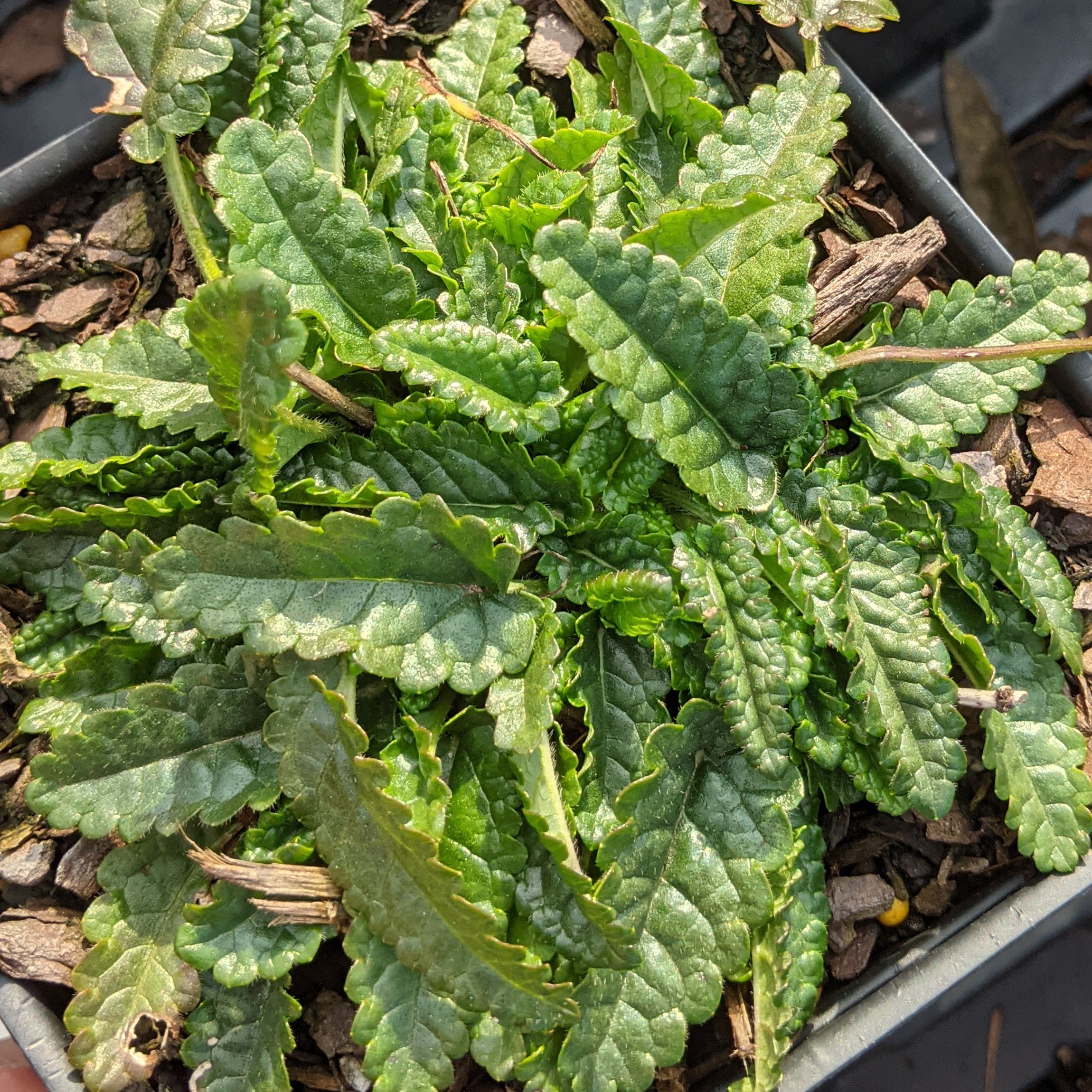 Stachys minima Betony