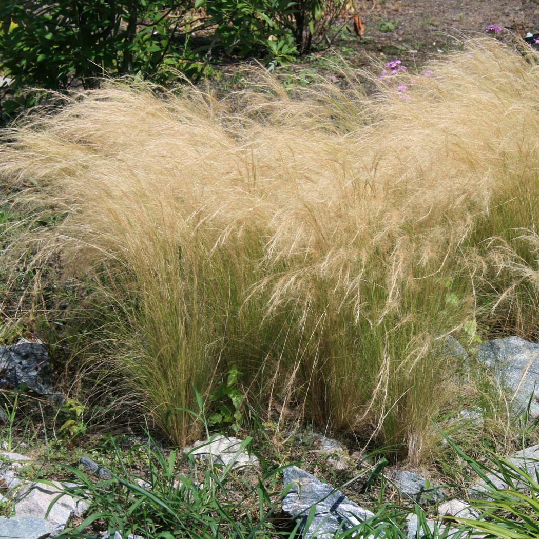 Stipa (Nassella) 'Ponytails' Mexican Feathergrass