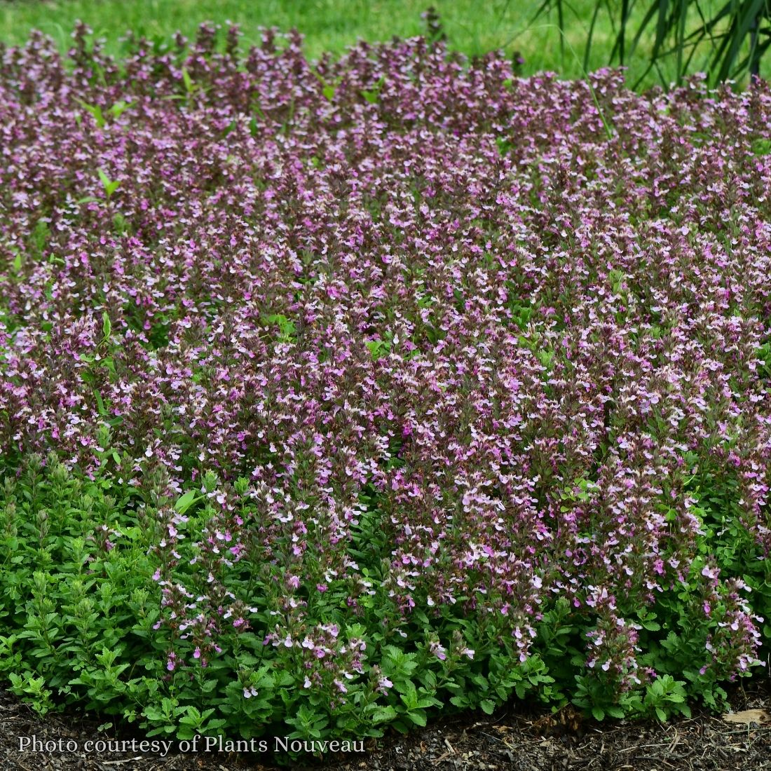 Teucrium nuchense 'Pride of Georgia' Germander