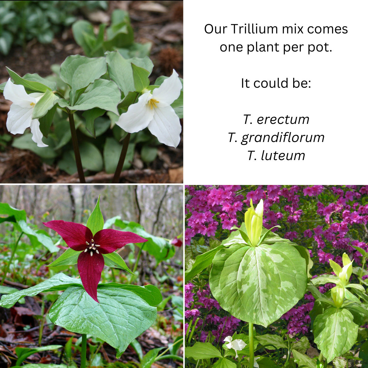 Trillium 'Spring Surprise Mix' Wake Robin