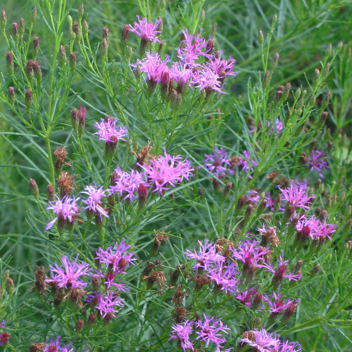 Vernonia lettermannii 'Iron Butterfly'  Threadleaf Ironweed