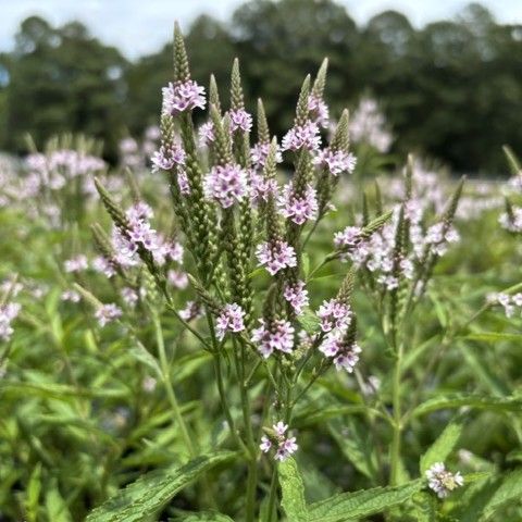 Verbena hastata 'Pink Spires' Vervain