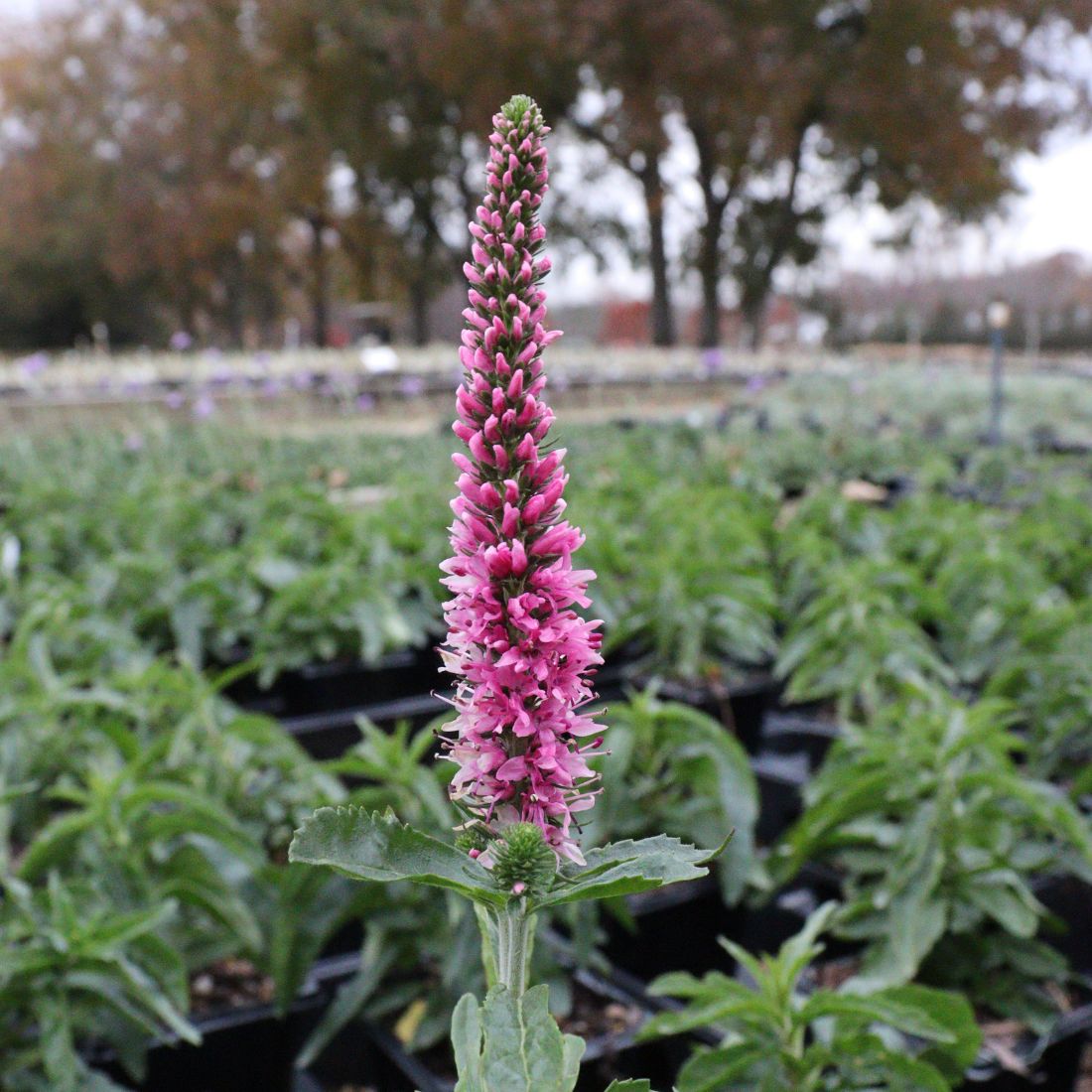 Veronica longifolia 'Skyward Pink' Speedwell
