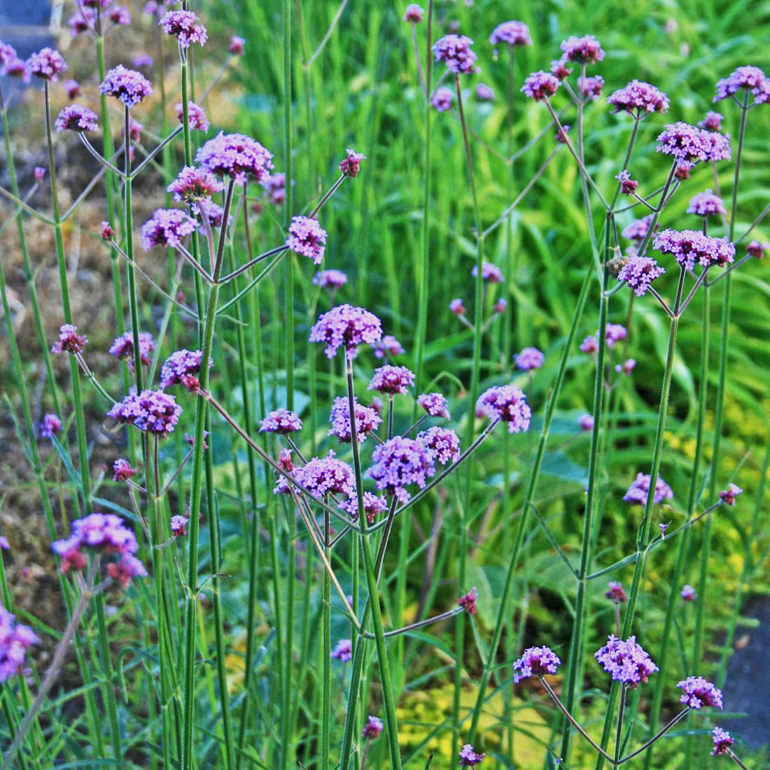 Verbena bonariensis Brazilian Vervain