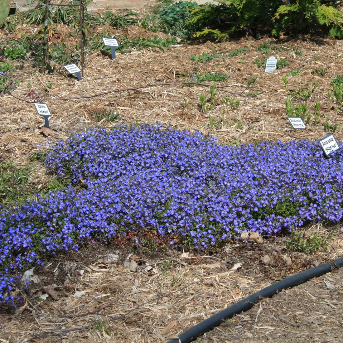 Veronica Georgia Blue Creeping Speedwell for Sale | Rare Roots