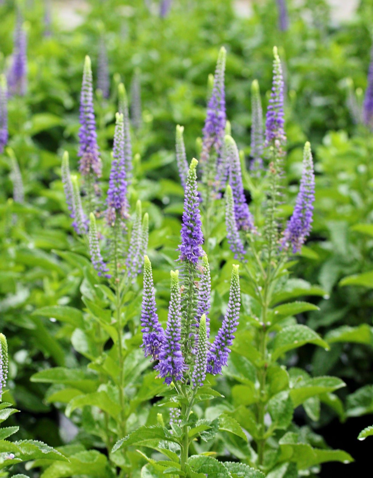 Veronica 'Sunny Border Blue' Speedwell