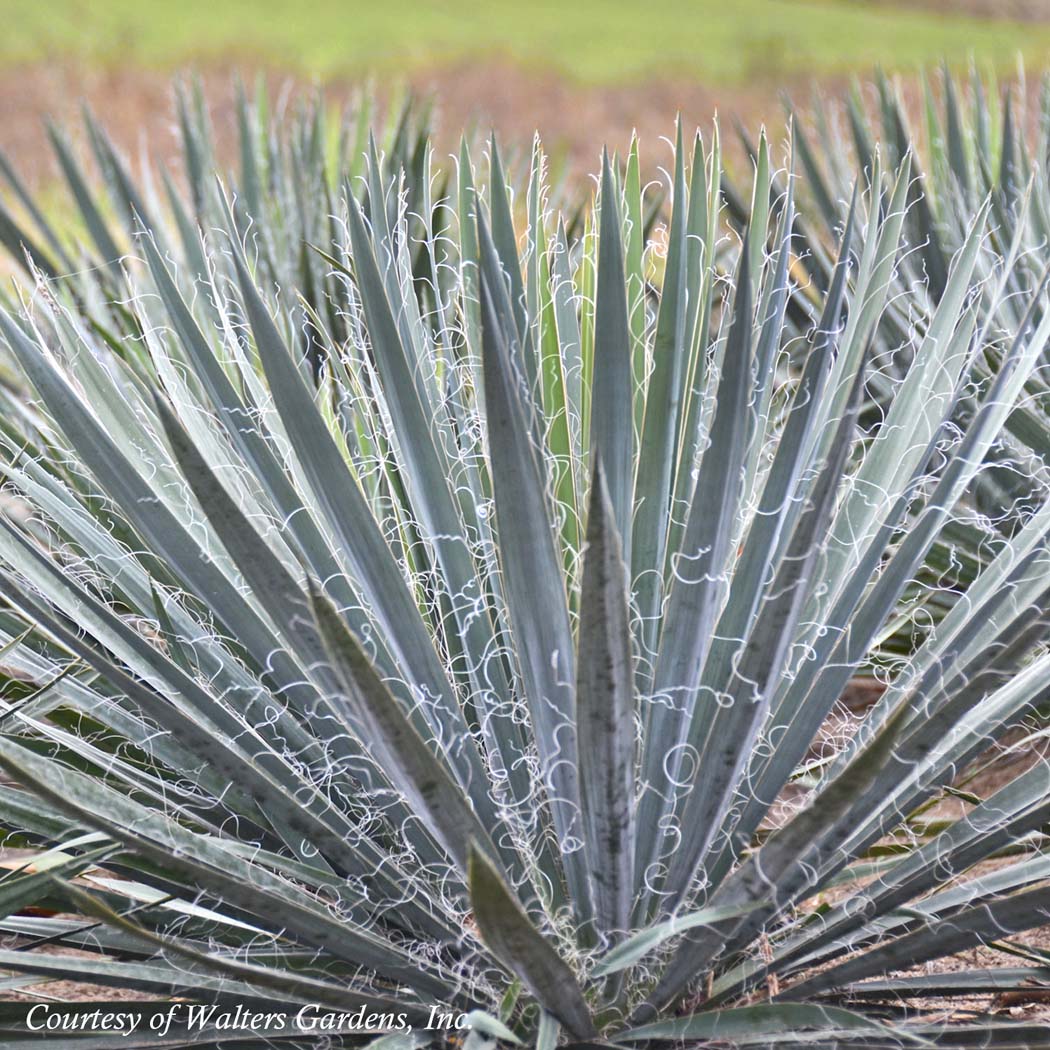 Yucca filamentosa 'Excalibur' Adam's Needle