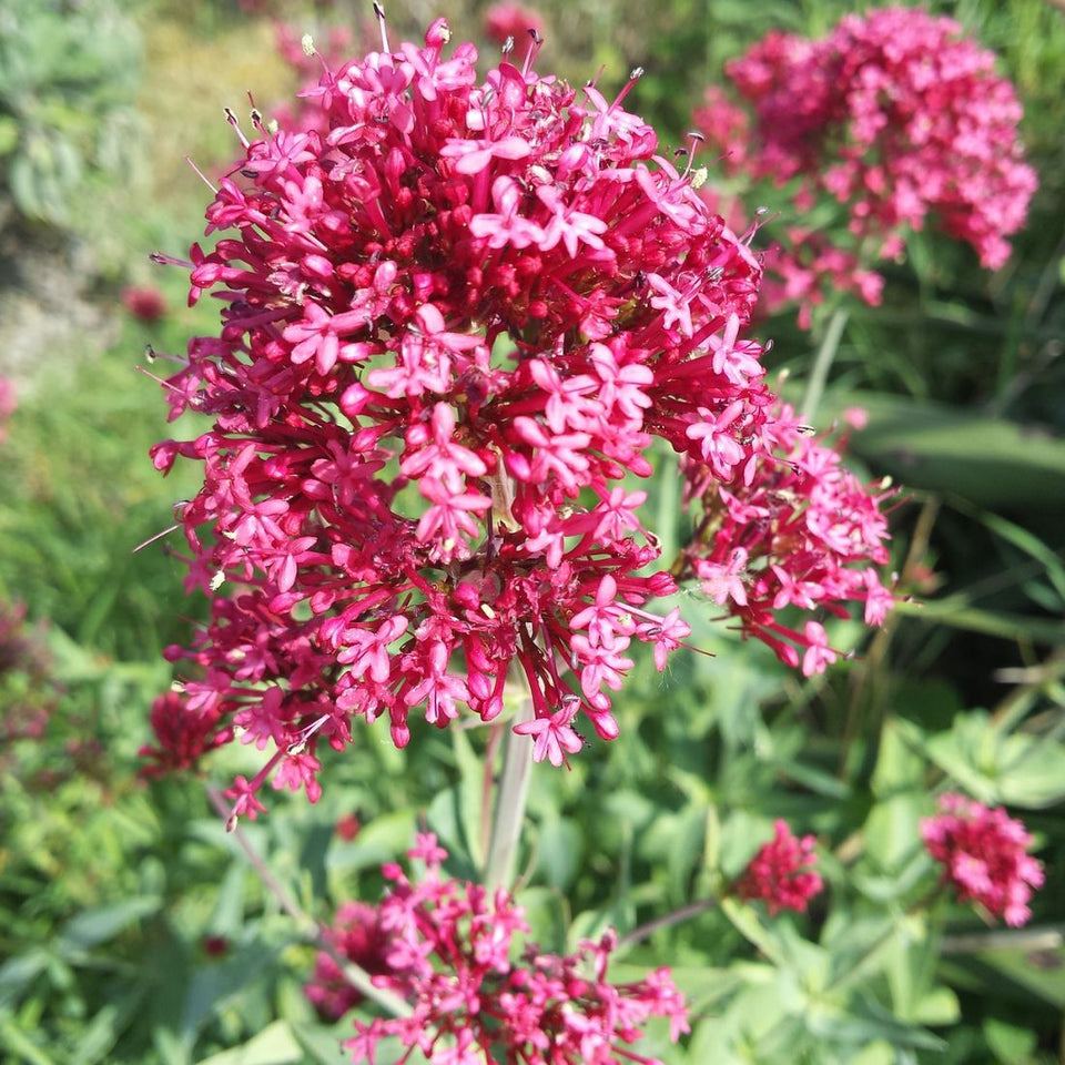 Jupiter Flower Tree Centranthus ruber Jupiter's Beard