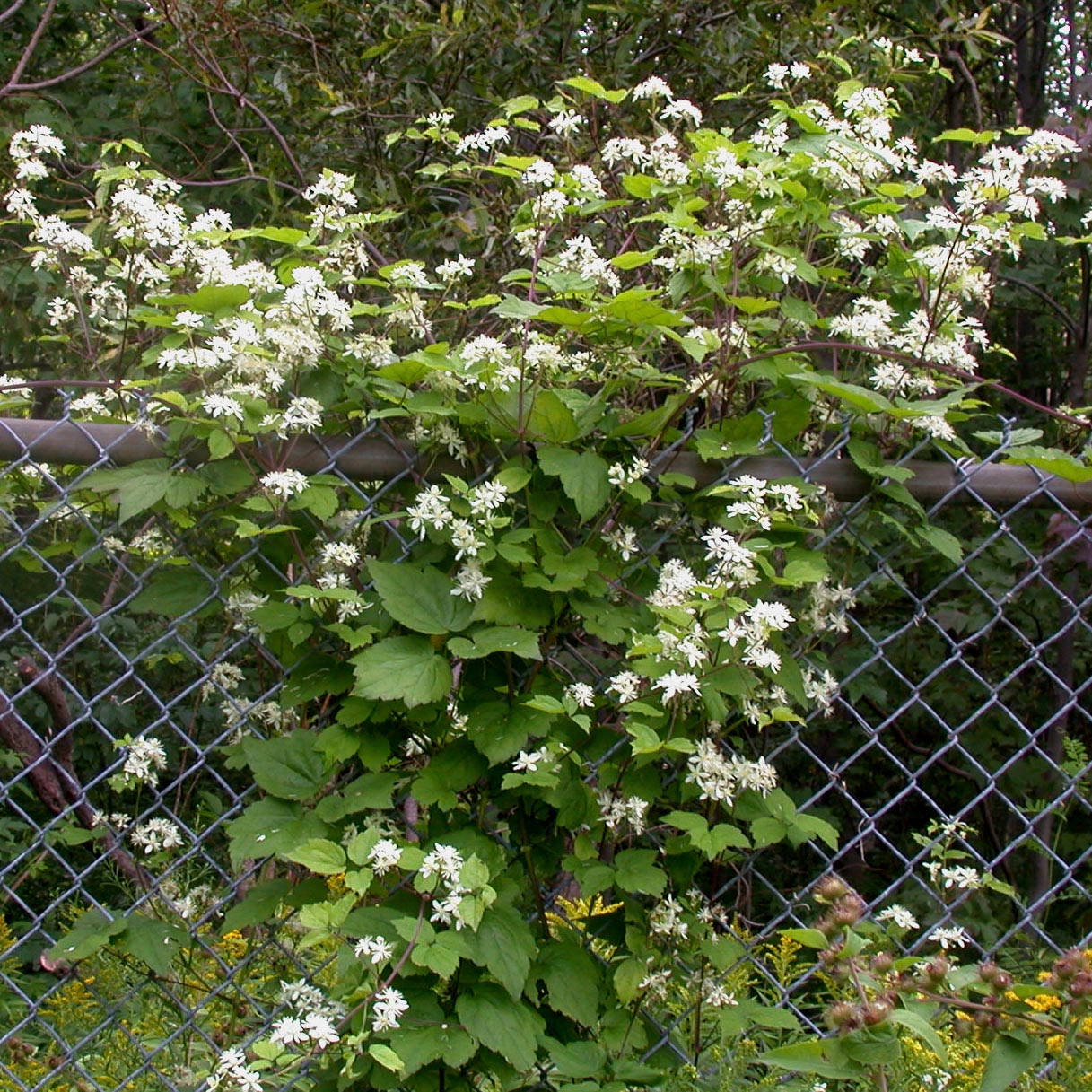 Clematis virginiana Virgin's Bower