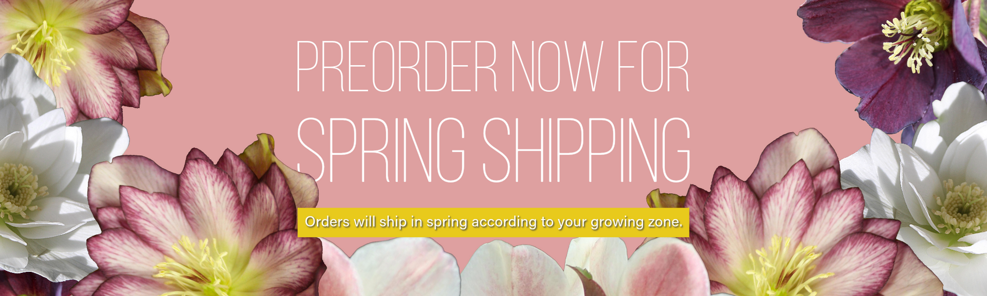 Preorder now for spring shipping. Orders will ship in spring of 2024 according to your growing zone.