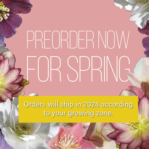 Preorder now for spring shipping. Orders will ship in spring of 2024 according to your growing zone.