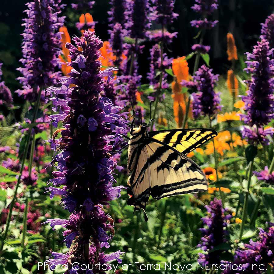 Agastache Blue Boa Hummingbird Mint