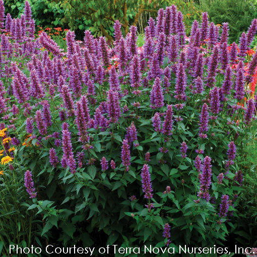 Agastache Blue Boa Hummingbird Mint