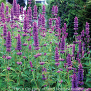 Agastache Blue Boa Hummingbird Mint