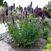 Agastache Blue Boa Hummingbird Mint