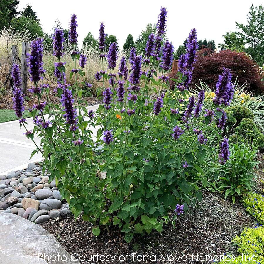 Agastache Blue Boa Hummingbird Mint